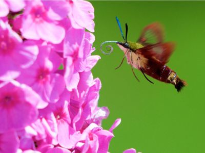 A hummingbird moth lands on a flower